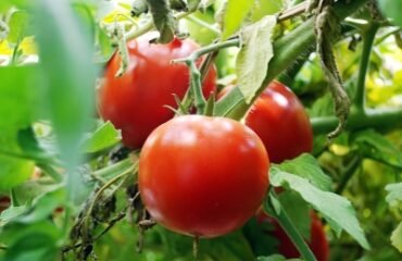 antalya yaş sebze meyve, antalya sebze meyve hali, antalya toptan sebze meyve, yaş sebze meyve ticareti, antalya sebze tedarikçisi, antalya meyve tedarikçisi, yaş sebze ihracatı, yaş meyve ihracatı, antalya tarım ürünleri, taze sebze meyve, günlük taze sebze, günlük taze meyve, sebze meyve toptancısı, antalya hal firması, yaş sebze meyve firması, antalya gıda tedarikçisi, yerli sebze meyve, antalya tarım ticareti, sebze meyve dağıtımı, antalya sebze meyve ihracat, taze tarım ürünleri, yaş sebze meyve pazarı, antalya sebze meyve şirketi, güvenilir sebze meyve firması, kaliteli yaş sebze meyve