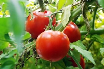 antalya yaş sebze meyve, antalya sebze meyve hali, antalya toptan sebze meyve, yaş sebze meyve ticareti, antalya sebze tedarikçisi, antalya meyve tedarikçisi, yaş sebze ihracatı, yaş meyve ihracatı, antalya tarım ürünleri, taze sebze meyve, günlük taze sebze, günlük taze meyve, sebze meyve toptancısı, antalya hal firması, yaş sebze meyve firması, antalya gıda tedarikçisi, yerli sebze meyve, antalya tarım ticareti, sebze meyve dağıtımı, antalya sebze meyve ihracat, taze tarım ürünleri, yaş sebze meyve pazarı, antalya sebze meyve şirketi, güvenilir sebze meyve firması, kaliteli yaş sebze meyve