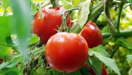 1 antalya yaş sebze meyve, antalya sebze meyve hali, antalya toptan sebze meyve, yaş sebze meyve ticareti, antalya sebze tedarikçisi, antalya meyve tedarikçisi, yaş sebze ihracatı, yaş meyve ihracatı, antalya tarım ürünleri, taze sebze meyve, günlük taze sebze, günlük taze meyve, sebze meyve toptancısı, antalya hal firması, yaş sebze meyve firması, antalya gıda tedarikçisi, yerli sebze meyve, antalya tarım ticareti, sebze meyve dağıtımı, antalya sebze meyve ihracat, taze tarım ürünleri, yaş sebze meyve pazarı, antalya sebze meyve şirketi, güvenilir sebze meyve firması, kaliteli yaş sebze meyve