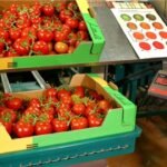 antalya yaş sebze meyve, antalya sebze meyve hali, antalya toptan sebze meyve, yaş sebze meyve ticareti, antalya sebze tedarikçisi, antalya meyve tedarikçisi, yaş sebze ihracatı, yaş meyve ihracatı, antalya tarım ürünleri, taze sebze meyve, günlük taze sebze, günlük taze meyve, sebze meyve toptancısı, antalya hal firması, yaş sebze meyve firması, antalya gıda tedarikçisi, yerli sebze meyve, antalya tarım ticareti, sebze meyve dağıtımı, antalya sebze meyve ihracat, taze tarım ürünleri, yaş sebze meyve pazarı, antalya sebze meyve şirketi, güvenilir sebze meyve firması, kaliteli yaş sebze meyve