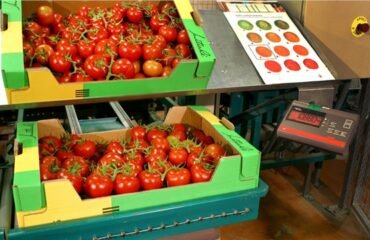 antalya yaş sebze meyve, antalya sebze meyve hali, antalya toptan sebze meyve, yaş sebze meyve ticareti, antalya sebze tedarikçisi, antalya meyve tedarikçisi, yaş sebze ihracatı, yaş meyve ihracatı, antalya tarım ürünleri, taze sebze meyve, günlük taze sebze, günlük taze meyve, sebze meyve toptancısı, antalya hal firması, yaş sebze meyve firması, antalya gıda tedarikçisi, yerli sebze meyve, antalya tarım ticareti, sebze meyve dağıtımı, antalya sebze meyve ihracat, taze tarım ürünleri, yaş sebze meyve pazarı, antalya sebze meyve şirketi, güvenilir sebze meyve firması, kaliteli yaş sebze meyve