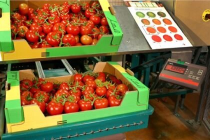 antalya yaş sebze meyve, antalya sebze meyve hali, antalya toptan sebze meyve, yaş sebze meyve ticareti, antalya sebze tedarikçisi, antalya meyve tedarikçisi, yaş sebze ihracatı, yaş meyve ihracatı, antalya tarım ürünleri, taze sebze meyve, günlük taze sebze, günlük taze meyve, sebze meyve toptancısı, antalya hal firması, yaş sebze meyve firması, antalya gıda tedarikçisi, yerli sebze meyve, antalya tarım ticareti, sebze meyve dağıtımı, antalya sebze meyve ihracat, taze tarım ürünleri, yaş sebze meyve pazarı, antalya sebze meyve şirketi, güvenilir sebze meyve firması, kaliteli yaş sebze meyve